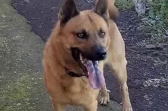 Perdido perro, Carretera Tejina - Tacoronte, Tacoronte - manchas azules en la lengua - photo