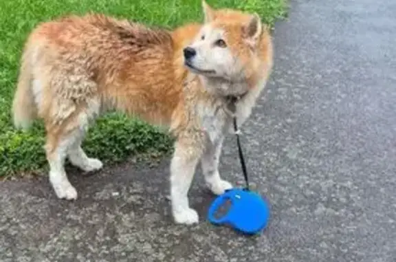 Animaux trouvés Paris, photo: Chien trouvé, Rue Louis et René Moine, Rennes - femelle avec laisse bleue
