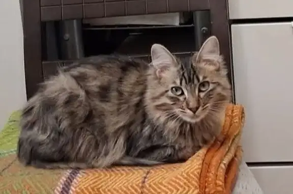 Gatos perdidos, Alcorcon, foto: Perdido gato, Calle Polvoranca, 44, Alcorcón - atigrado con pelo semilargo