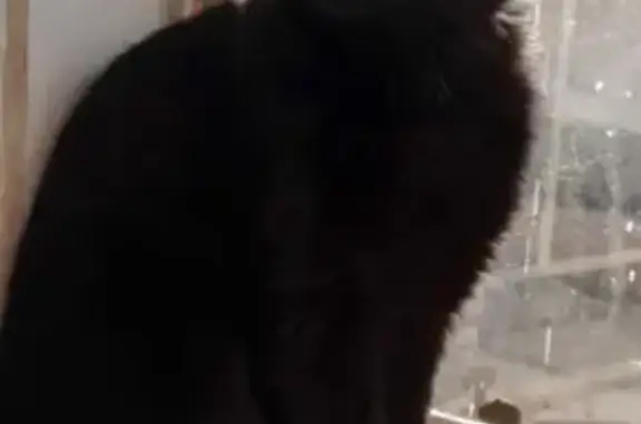 Missing cat Centurion, photo: Lost male cat, Platinum Street, 715, Pretoria - black with green eyes