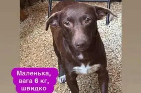 Зникла собака, проспект Червон...