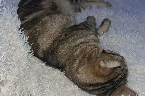 Chat perdu, Place de Bretagne, Le Blanc-Mesnil - mâle de 2 ans - photo