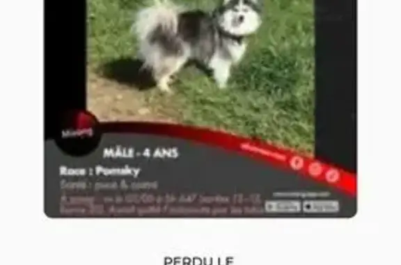 Animaux perdus Paris, photo: Chien disparu Garçon, Paris (fl592108)