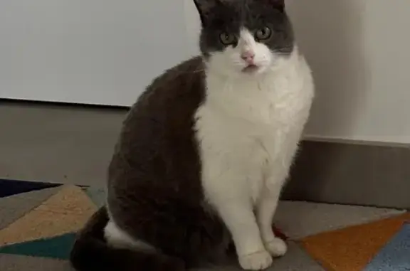 Chat perdu, Allée de l'Orée du Bois, Cénac - chatte grise et blanche - photo