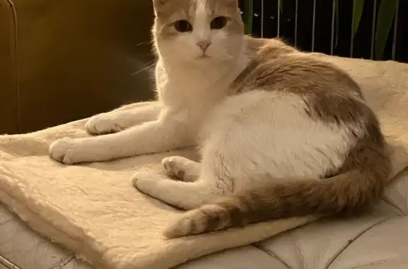 Chat perdu, Paris, photo: Chat perdu, Place du Marché, Montreuil - mâle, blanc et beige