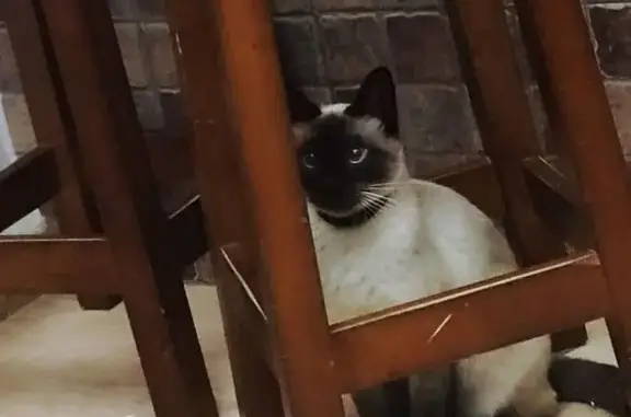 Perdido gato siamés, Calle Pajarita, Cartagena - castrado y lleva chip - photo