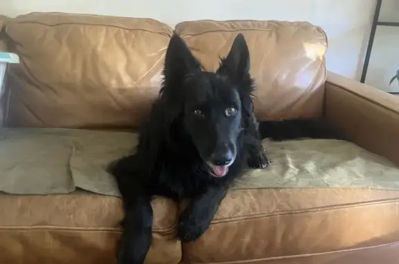 Lost dog, Grass Valley, Sacramento - female black shepherd, 12 years old - photo