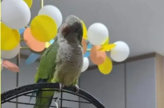 Lost pets Choa Chu Kang, photo: Lost bird, Bukit Batok Central, Singapore - green monk parakeet