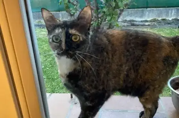 Animaux trouvés Auzeville-Tolosane, photo: Chat trouvé, Chemin du Canal, Auzeville-Tolosane