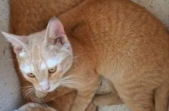 Perdido gato, Calle Xochitl, S...