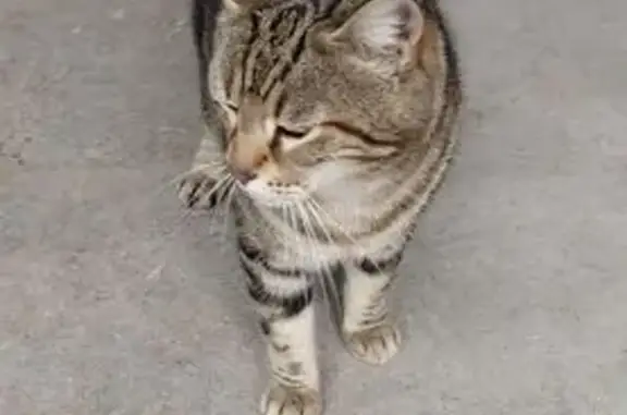 Chat trouvé Vitry-sur-Seine, photo: Chat trouvé, Rue Bernard Palissy, Avon - tigré bien portant