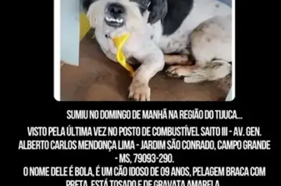 Cachorro perdido Macho (brl002742) - photo