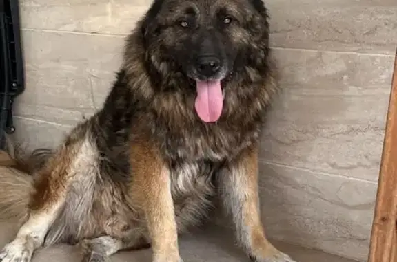 Perros perdidos, Alcantarilla, foto: Perdido perro macho, Totana, Región de Murcia
