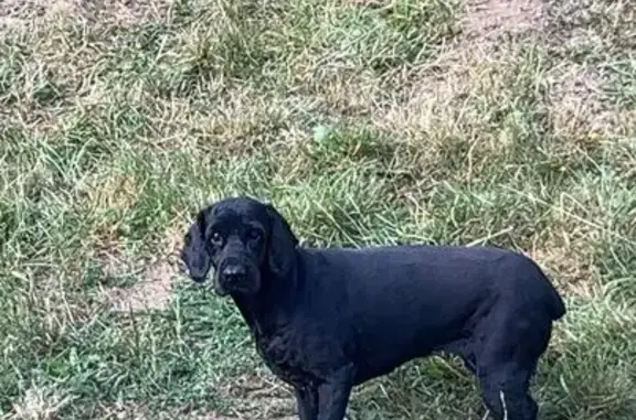 Animaux perdus Saint-Didier-sur-Chalaronne, photo: Chien disparu Fille, Saint-Didier-sur-Chalaronne (fl592119)