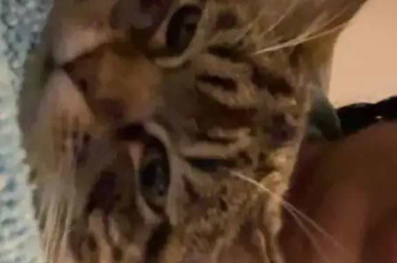 Lost pets Dallas, photo: Missing cat Female, Dallas (usl536550)