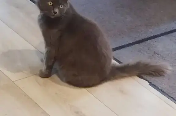Chat perdu, Rue du Bocage, Sarcelles, Paris - femelle grise aux yeux verts - photo