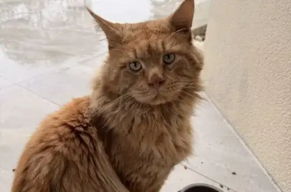 Animaux trouvés Vannes, photo: Chat trouvé, Vannes - mâle main coon roux