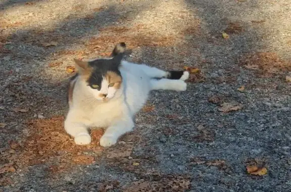 Chat perdu, Paris, photo: Chat perdu, Côte du Mas de Bonnet, Villefranche-de-Rouergue - femelle avec collier bleu