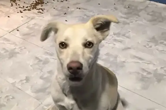 Pelaje corto y de color arena, ojos cafes miel, parece ser jugetona, es tranquila y docil, parece ser una perrita mestiza.