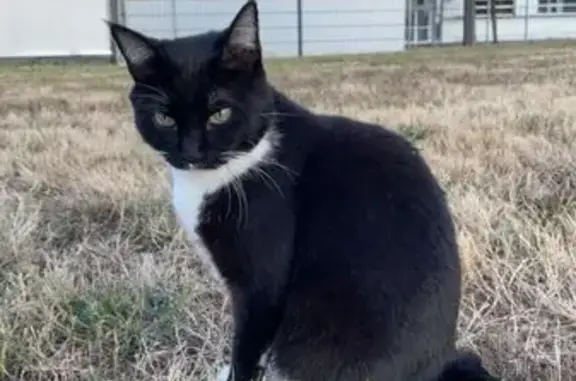 Animaux perdus Vannes, photo: Chat perdu, Allée du Clos des Chênes, Vannes - femelle noire et blanche