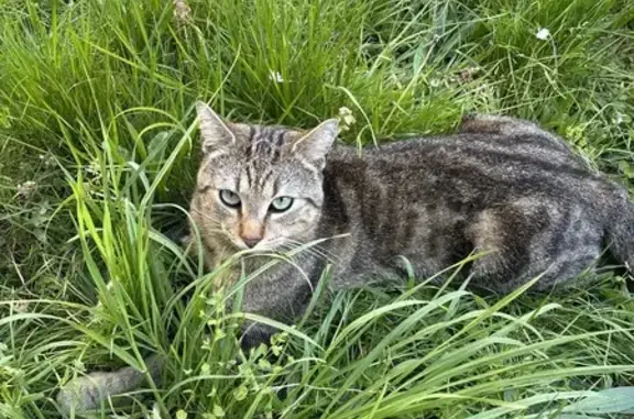Chat perdu, Rue de Montgeron, Villeneuve-le-Roi - mâle attentionné - photo