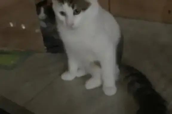Lost pets Dandenong, photo: Lost male cat, Buckley Street, 179, Melbourne - fluffy with brown spots