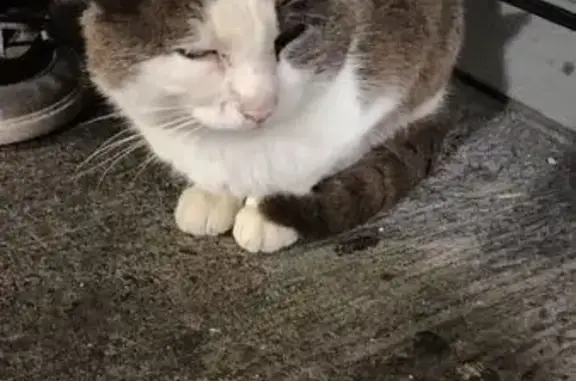 Animaux trouvés Toulouse, photo: Chat trouvé, Rue Michel Ange, Toulouse - mâle gris à poil court