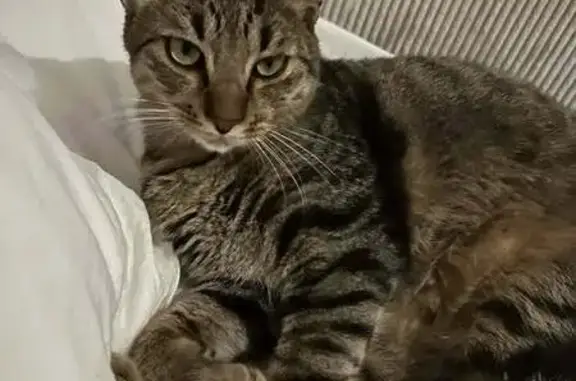 Animaux perdus Hyères, photo: Chat perdu, Chemin du Martinet, Hyères - tigré et castré