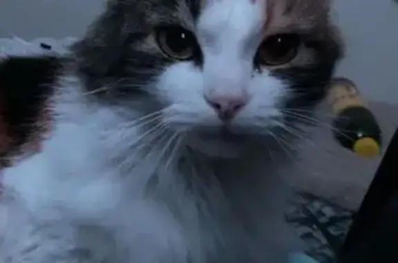 Animaux perdus Istres, photo: Chat perdu, Avenue Jean Lebas, Istres - Dory, chatte tricolore
