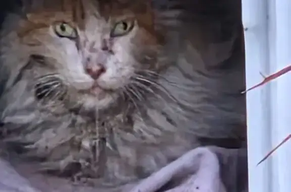 Animaux trouvés Noisy-le-Sec, photo: Chat trouvé, Allée de Londeau, Noisy-le-Sec - gris beige avec museau blanc