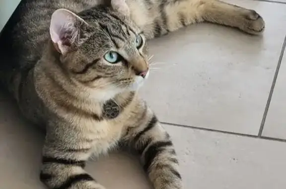 Animaux perdus Marsilly, photo: Chat perdu, Allée de l'Île de Noirmoutier, Marsilly - identifié avec collier