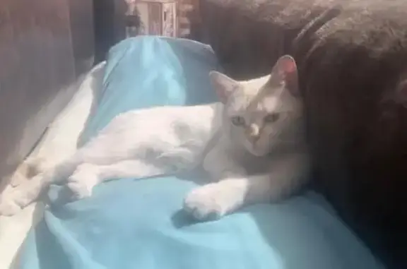 Perdido gato, Tzitziquitirecua...