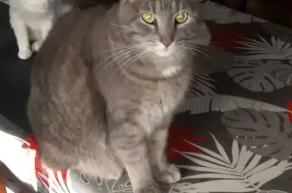 Chat perdu, Rue de Paris, Achiet-le-Grand - mâle, pelage gris tigré - photo
