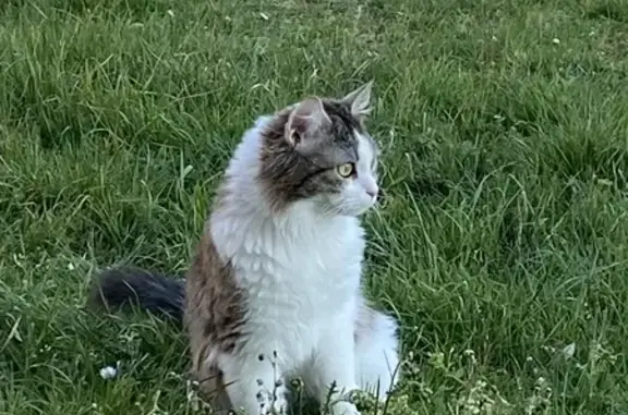 Animaux perdus Wasselonne, photo: Chat perdu, Rue de Cosswiller, Wasselonne - Mina, poils mi-longs