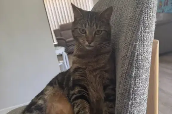 Lost male cat, Kennedy Road, 28, Cardinia, Pakenham - photo