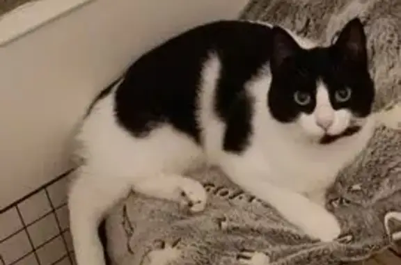 Animaux perdus Tarbes, photo: Chat perdu, Boulevard Henri IV, Tarbes - femelle noire et blanche
