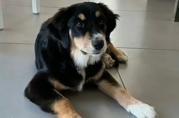 Animaux perdus Morancé, photo: Chien perdu, Morancé - Alya, chienne tricolore
