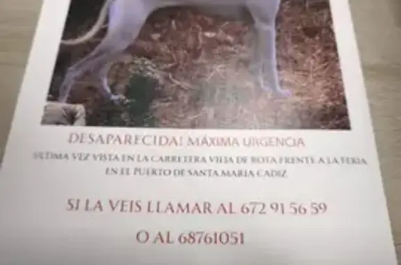 Perros perdidos, El Puerto de Santa Maria, foto: Perdido perro, Intercambiador, El Puerto de Santa María - hembra con cicatriz de cesárea