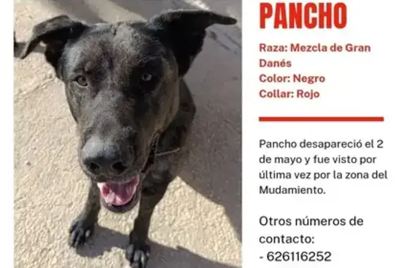 Perdido perro, Orihuela, Comunidad Valenciana - con collar rojo - photo