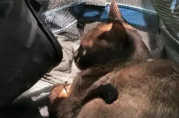 Gatos perdidos, Tetuan de las Victorias, foto: Perdido gato macho, Calle de Fereluz, 27, Madrid - siamés de 9 meses