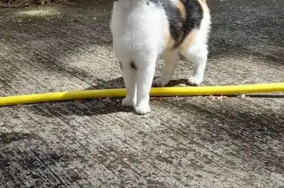 Animaux trouvés Escalquens, photo: Chat trouvé, Avenue de la Gare, Escalquens - trois couleurs, yeux bleus