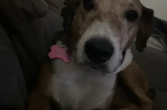 Missing dog West Jordan, photo: Lost dog, South Little Creek Drive, West Jordan - female with a blue collar