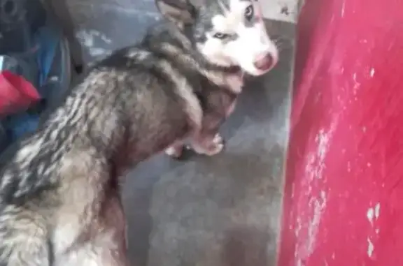 Búsqueda de mascotas, foto: Encontrado perro, Chimalhuacán, Mexico City - husky gris