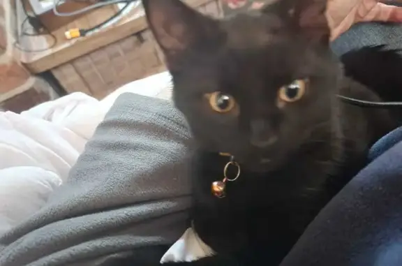 Lost pets Kingsthorpe, photo: Lost male cat, Grinsbrook, Kingsthorpe - small with an orange collar