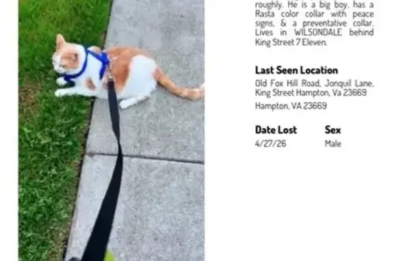 Lost cat, Jonquil Lane, Hampton - male with Rasta collar - photo