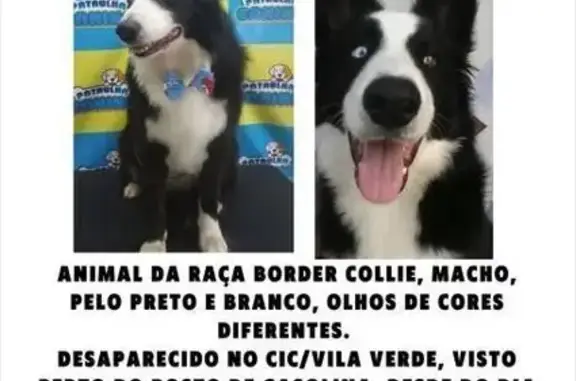 Cachorro perdido Macho (brl002745) - photo