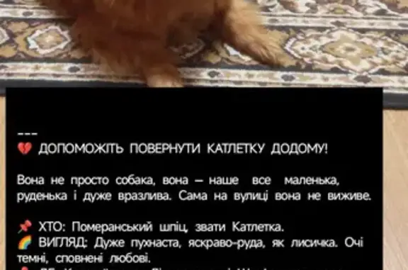 Зникла собака, вулиця Штефана чел Маре, Красноїльськ - руденька лахмаста, лагідна - photo