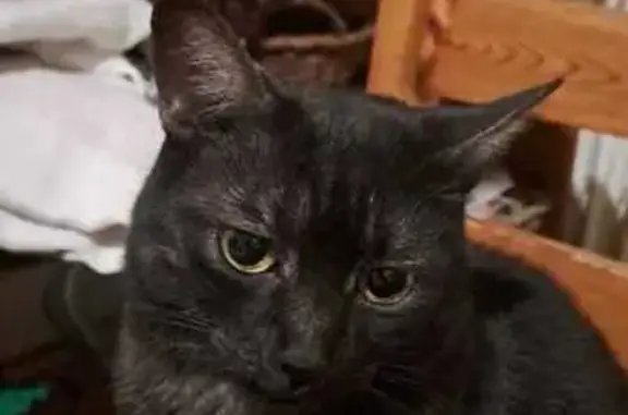 Animaux perdus Saint-Étienne, photo: Chat perdu, Rue du Jura, Ville-la-Grand - poil noir, sous-poil blanc