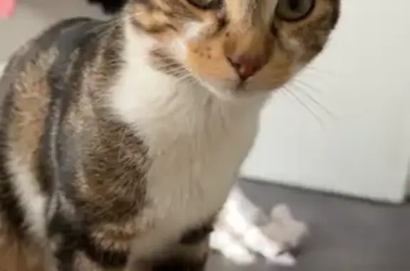 Animaux perdus Paris, photo: Chat perdu, Rue du Vercors, Strasbourg - âgé de 8 mois, très craintif