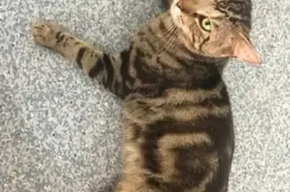Lost Cat, Winter Road, Brisbane - male torbie - photo